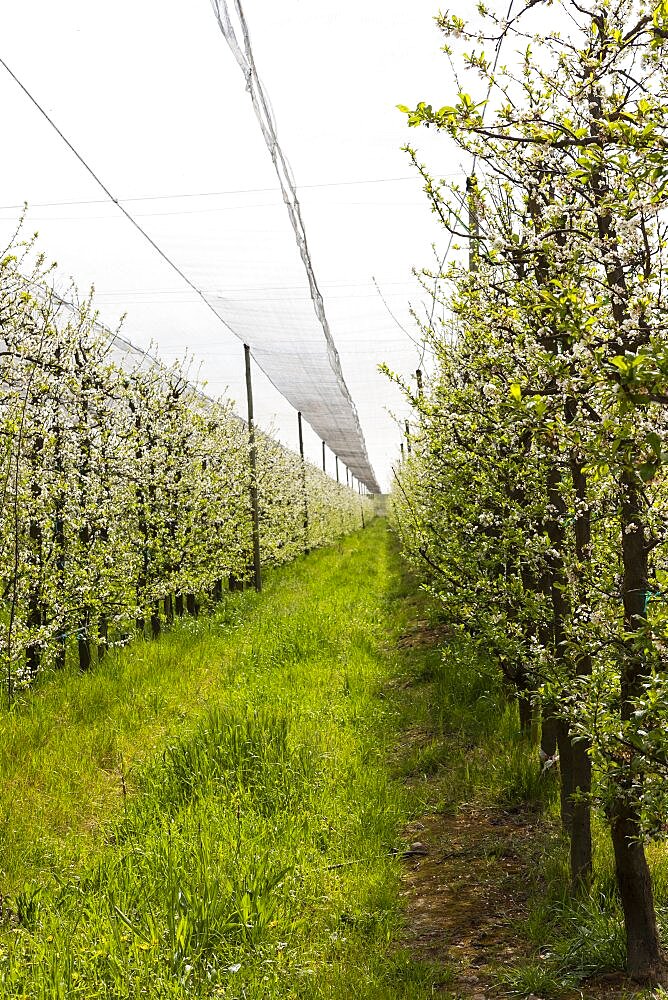 Rows of vines growing in vineyard
