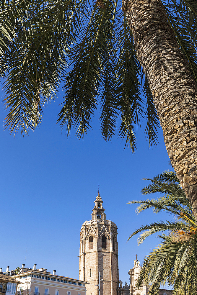 Spain, Valencia, Bell tower of Valencia Cathedral and palm trees