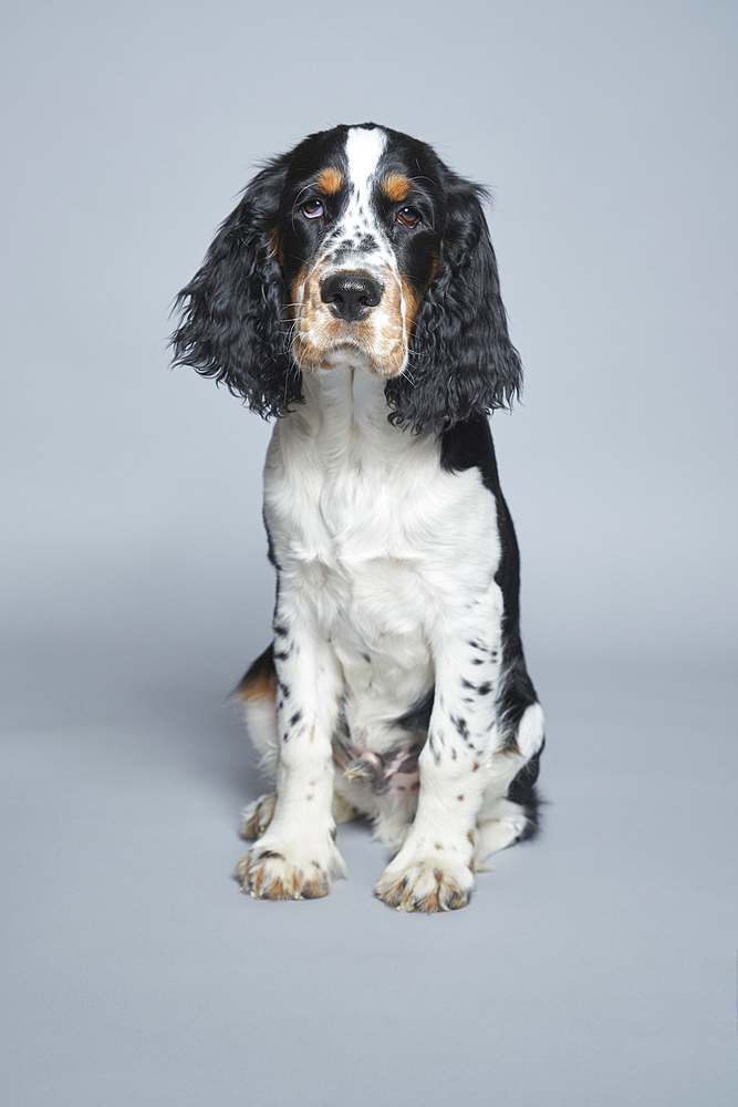 Portrait of English Springer Spaniel against gray background