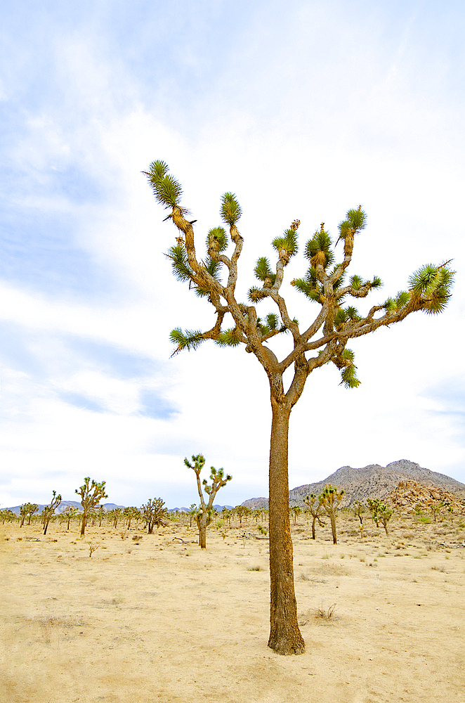 Joshua Tree National Park, Twentynine Palms, California, USA