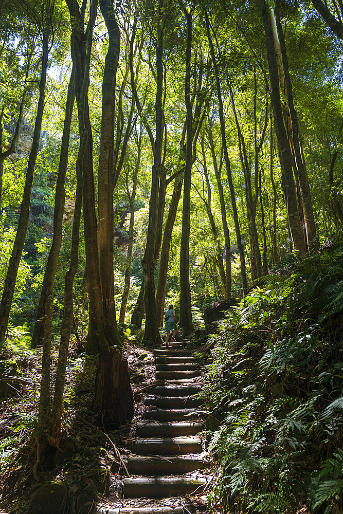 Rear view of woman walking up Fern Bower stairs, Katoomba, New South Wales, Australia