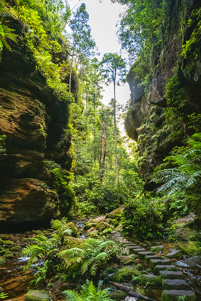 Stone steps winding through Grand Canyon Blackheath, Blackheath, New South Wales, Australia
