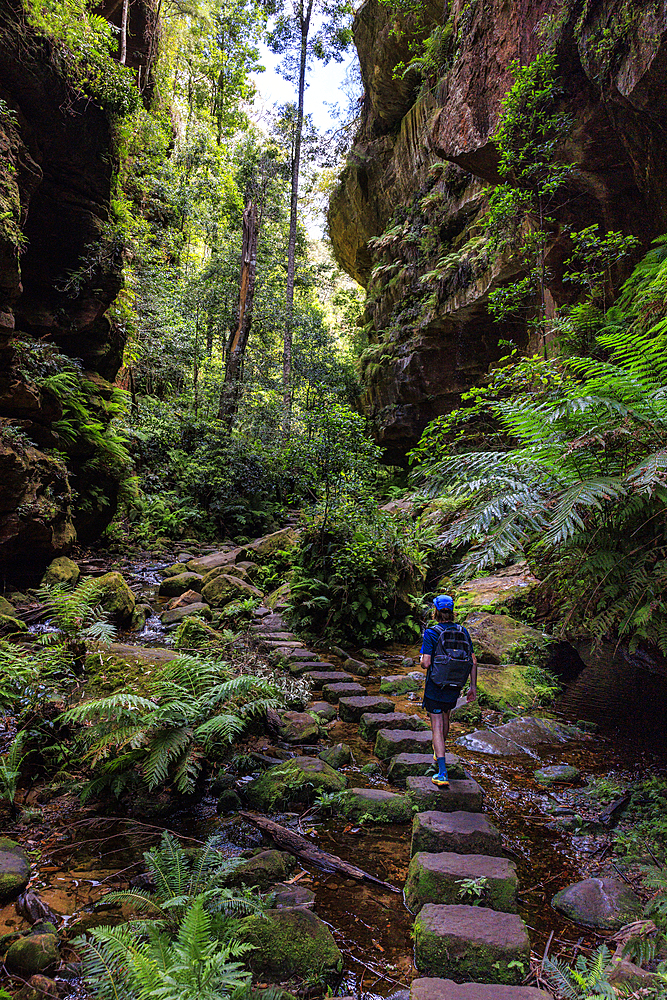 Rear view of young male hiker walking on stone path in Grand Canyon Blackheath, Blackheath, New South Wales, Australia