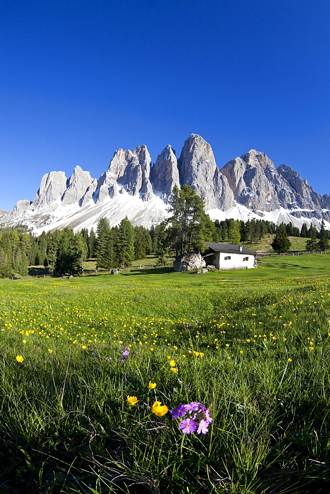 Spring flowers in the pastures of the Puez-Odle Nature Park in South Tyrol, Italy, Europe