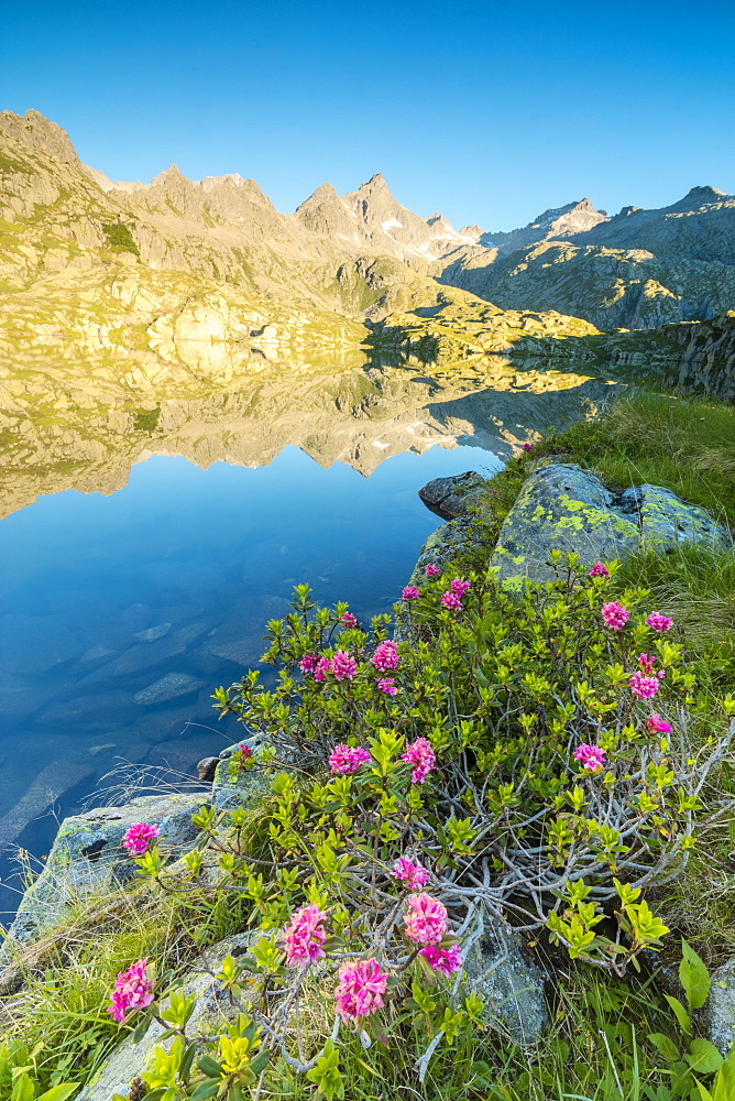 Rhododendrons frame the blue water of Lago Nero at dawn, Cornisello Pinzolo, Brenta Dolomites, Trentino-Alto Adige, Italy, Europe