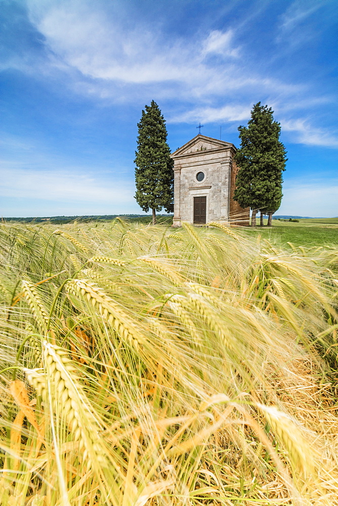 Fields of ears of corn on the gentle green hills of Val d'Orcia, UNESCO World Heritage Site, Province of Siena, Tuscany, Italy, Europe