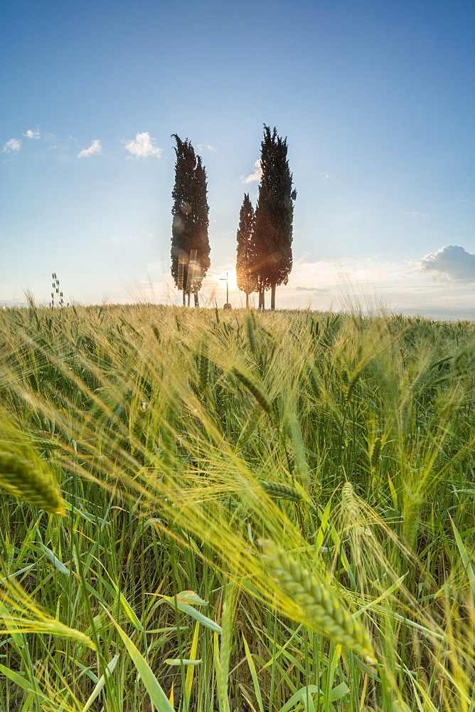 Fields of ears of corn and cypresses on the gentle green hills of Val d'Orcia, UNESCO World Heritage Site, Province of Siena, Tuscany, Italy, Europe