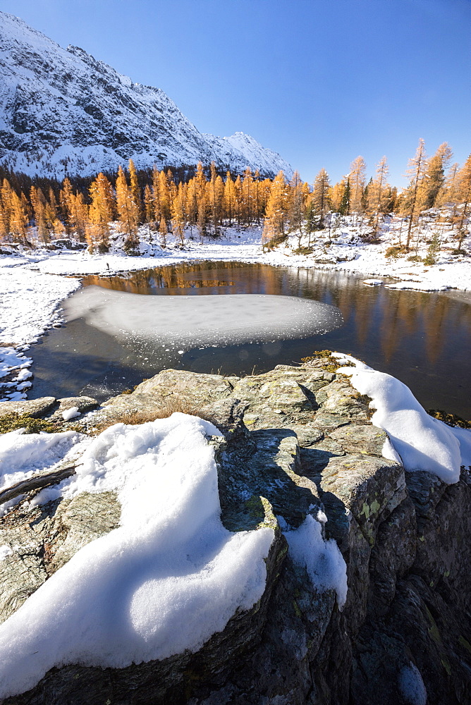 Red larches frame the frozen Lake Mufule, Malenco Valley, Province of Sondrio, Valtellina, Lombardy, Italy, Europe