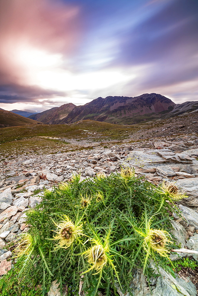 Thistle flowers and rocky peaks framed by pink clouds at sunrise, Braulio Valley, Stelvio Pass, Valtellina, Lombardy, Italy, Europe