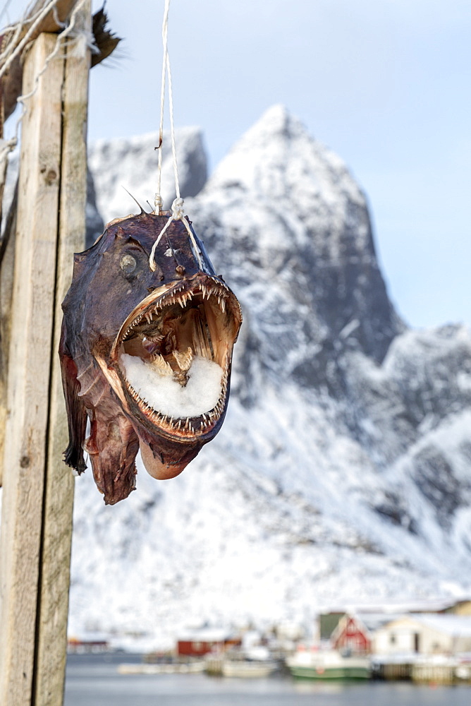 Big codfish exposed to protect the structures used for drying this precious product which is exported all over the world from the Lofoten Islands, Arctic, Norway, Scandinavia, Europe