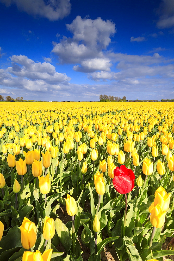 Blue sky and clouds in the fields of yellows tulips in bloom, Oude-Tonge, Goeree-Overflakkee, South Holland, The Netherlands, Europe