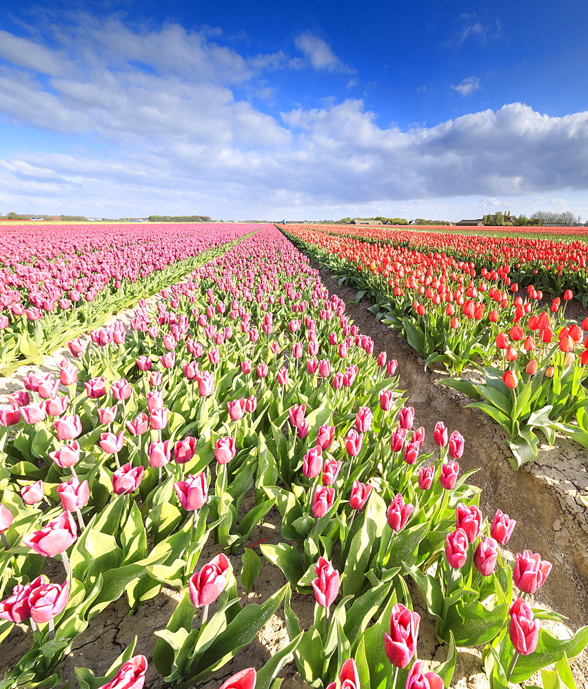 Panorama of multicolored tulips during spring bloom, Oude-Tonge, Goeree-Overflakkee, South Holland, The Netherlands, Europe