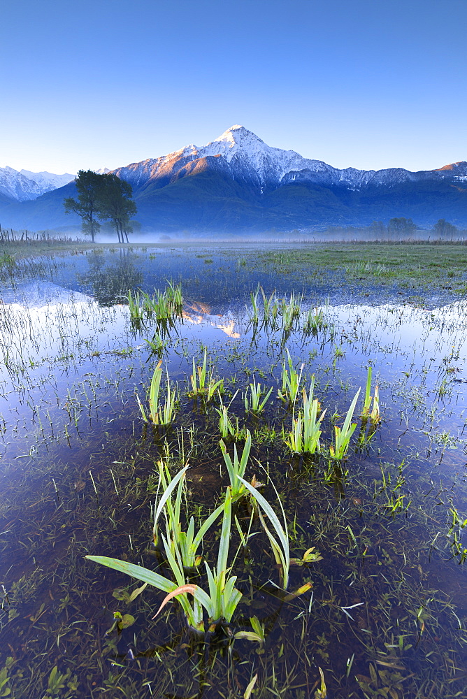 The snowy peak of Mount Legnone reflected in the flooded land at dawn, Pian di Spagna, Valtellina, Lombardy, Italy, Europe