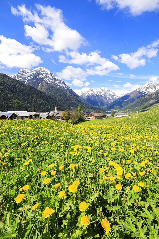 Yellow flowers framed by snowy peaks around the village of Guarda, Inn District, Engadine, Canton of Graubunden, Switzerland, Europe