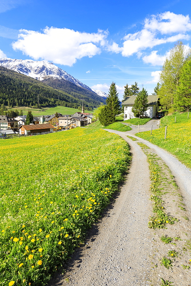 Alpine village of S-chanf surrounded by green meadows in spring, Canton of Graubunden, Maloja Region, Switzerland, Europe