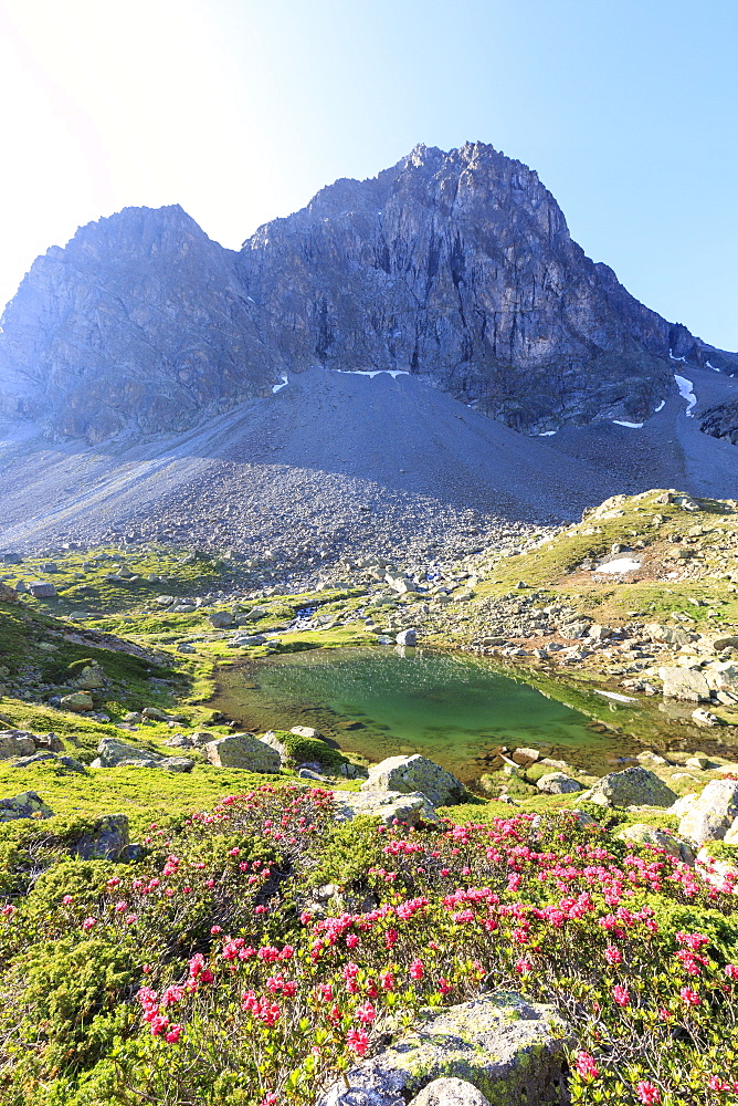 Rhododendrons during the spring bloom at Julier Pass, St. Moritz, Engadine, Canton of Graubunden, Switzerland, Europe