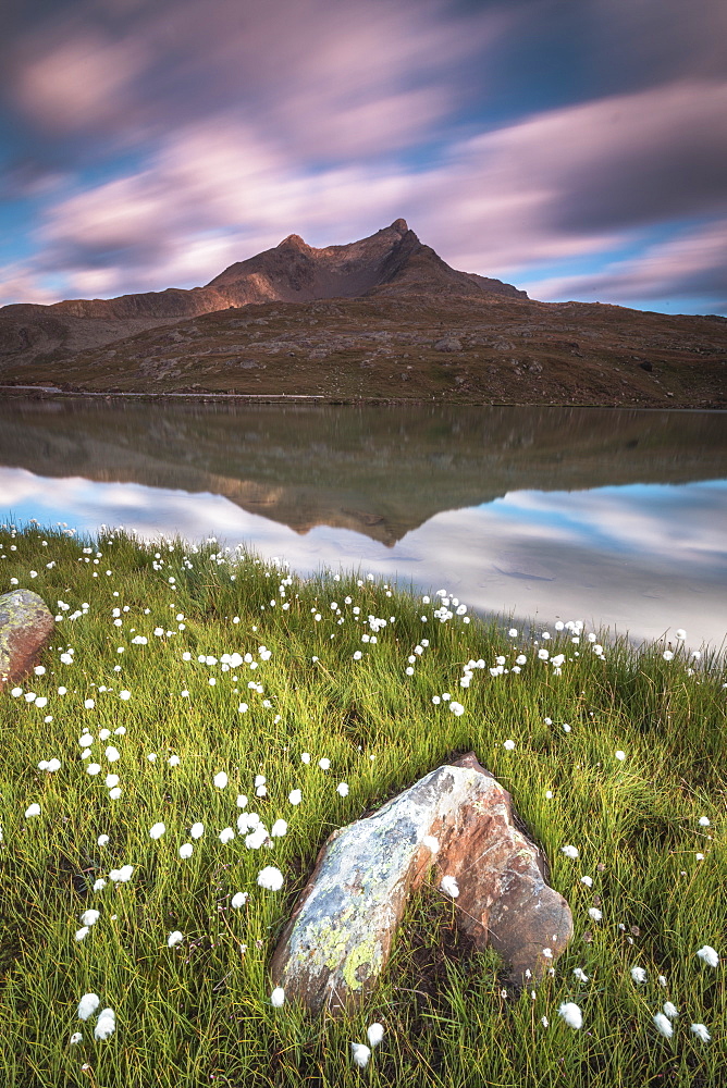 Cotton grass on the shore of Lago Bianco, Gavia Pass, Valfurva, Valtellina, Lombardy, Italy, Europe