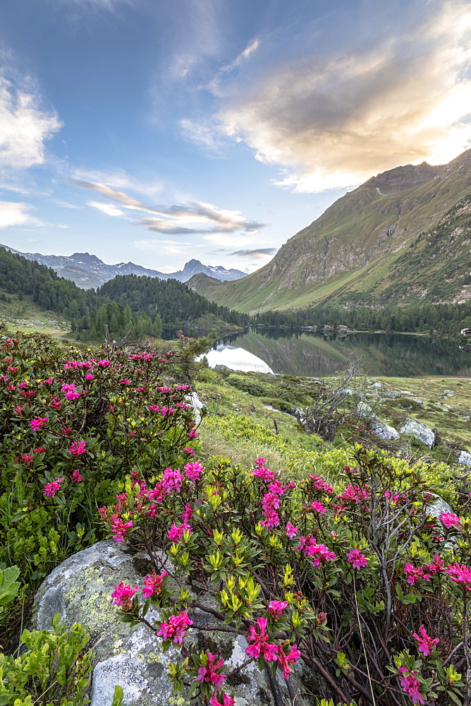 Rhododendrons at Lake Cavloc at sunrise, Maloja Pass, Bregaglia Valley, Engadine, Canton of Graubunden, Switzerland, Europe