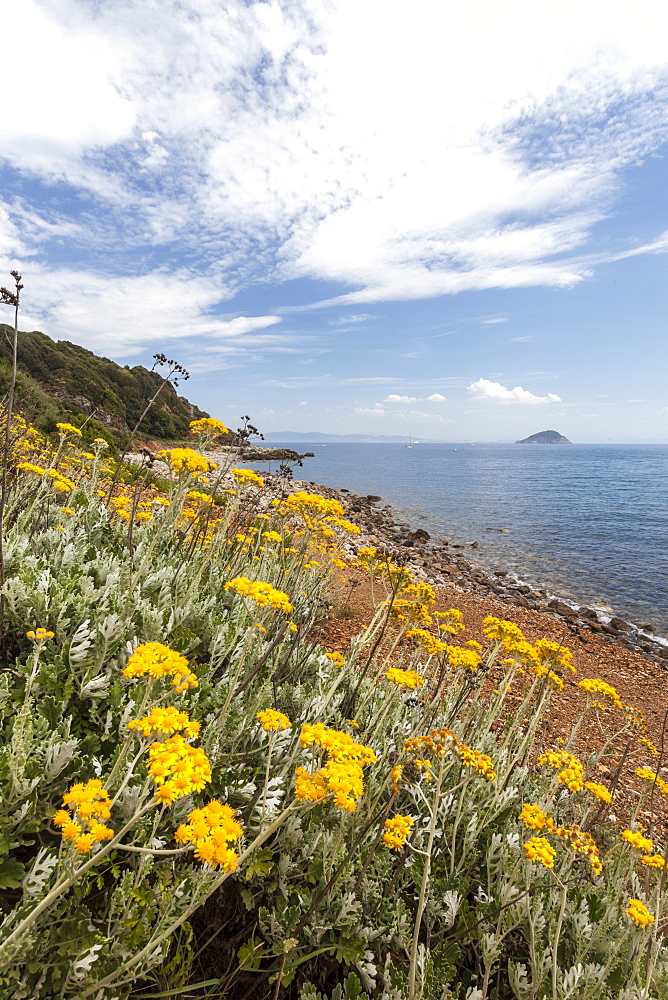 Wild flowers at Sansone Beach, Portoferraio, Elba Island, Livorno Province, Tuscany, Italy, Europe