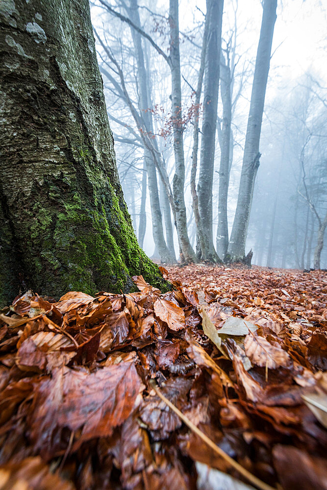 Foliage of autumn, Parco della Grigna, province of Lecco, Lombardy, Italy, Europe