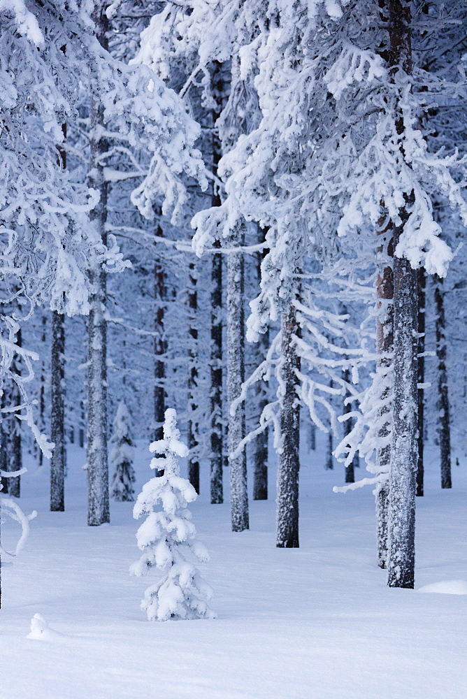 Frozen trees in the snow capped forest, Sodankyla, Lapland, Finland, Europe