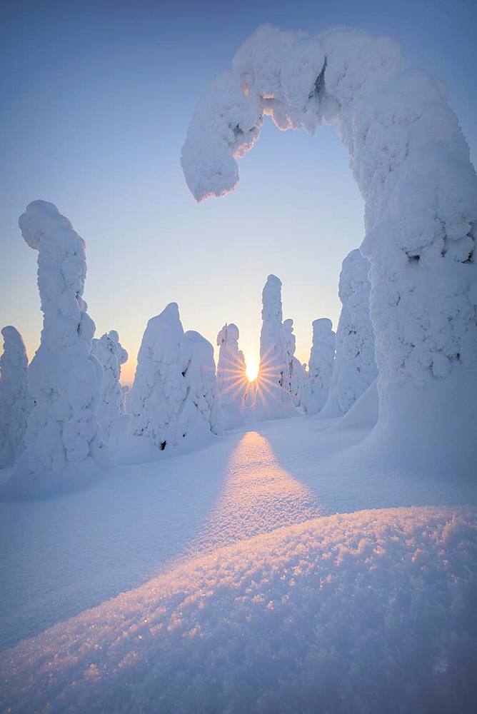 Sunburst on frozen trees at dawn, Riisitunturi National Park, Posio, Lapland, Finland, Europe