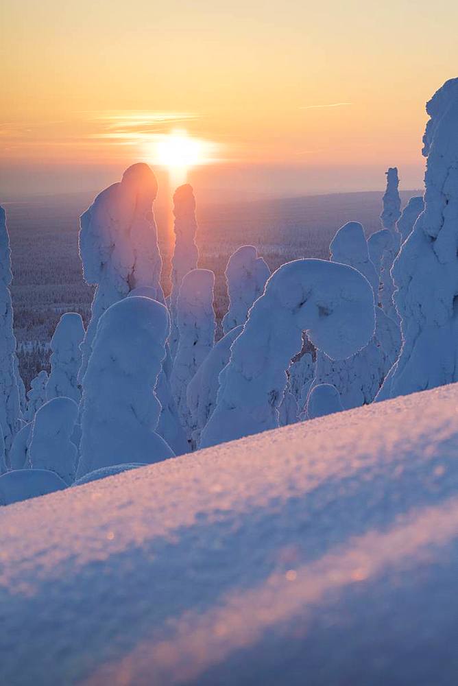 Sunset on the icy forest, Riisitunturi National Park, Posio, Lapland, Finland, Europe