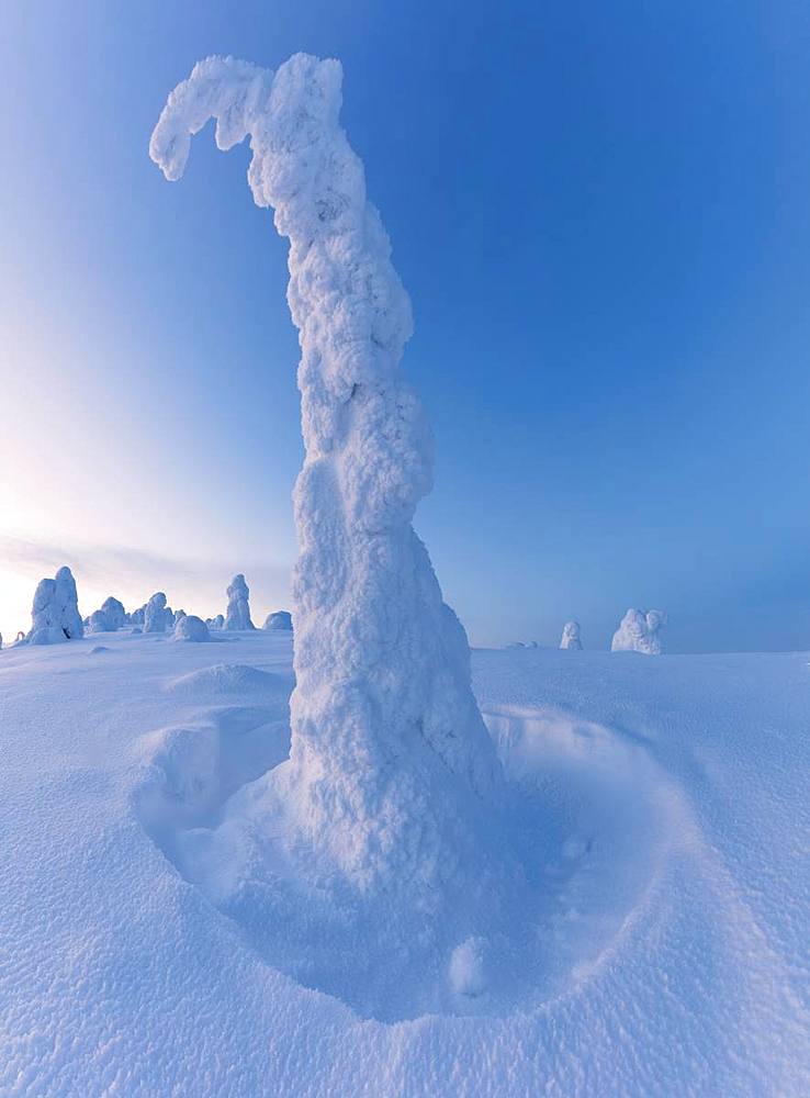 Lone frozen tree in the snowy woods, Riisitunturi National Park, Posio, Lapland, Finland, Europe