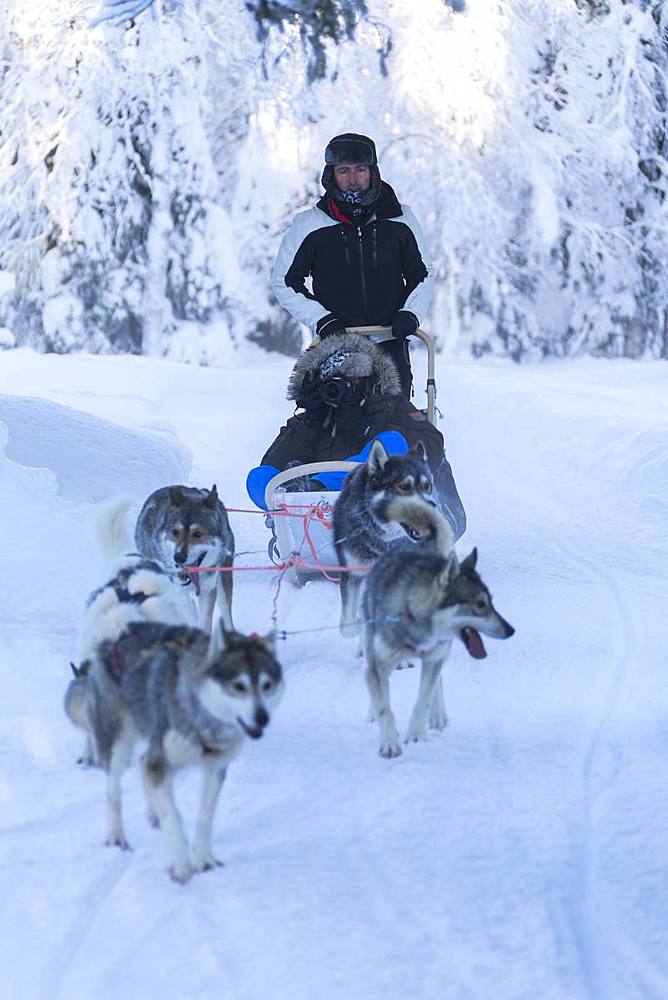 Dog sledding, Kuusamo, Northern Ostrobothnia region, Lapland, Finland, Europe