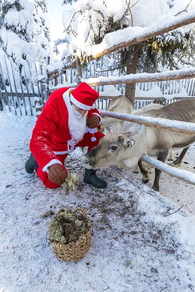 Santa Claus feeding reindeer, Ruka (Kuusamo), Northern Ostrobothnia region, Lapland, Finland, Europe