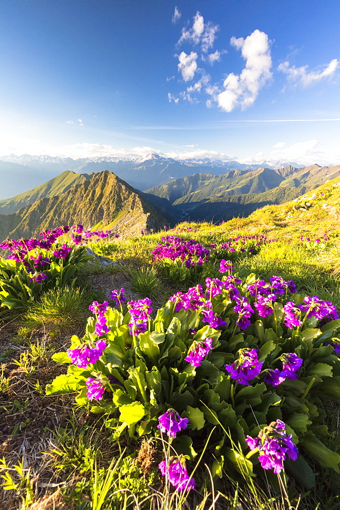 Wild flowers on Monte Azzarini with Monte Disgrazia and Pedena in the background, Albaredo Valley, Orobie Alps, Lombardy, Italy, Europe