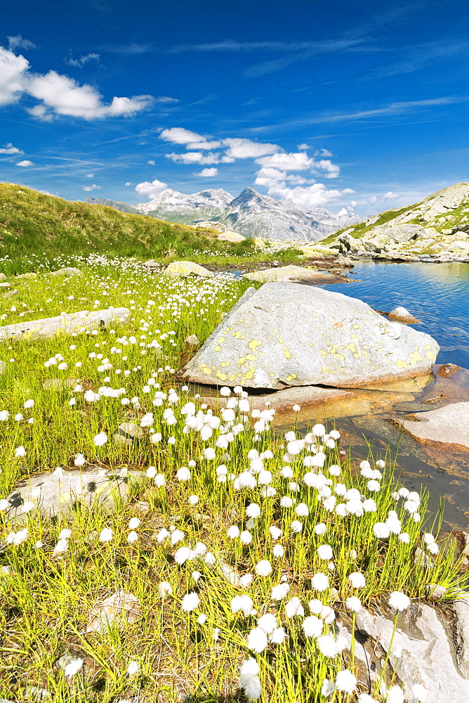 Cotton grass on the shore of lake Bergsee, Spluga Pass, canton of Graubunden, Switzerland, Europe