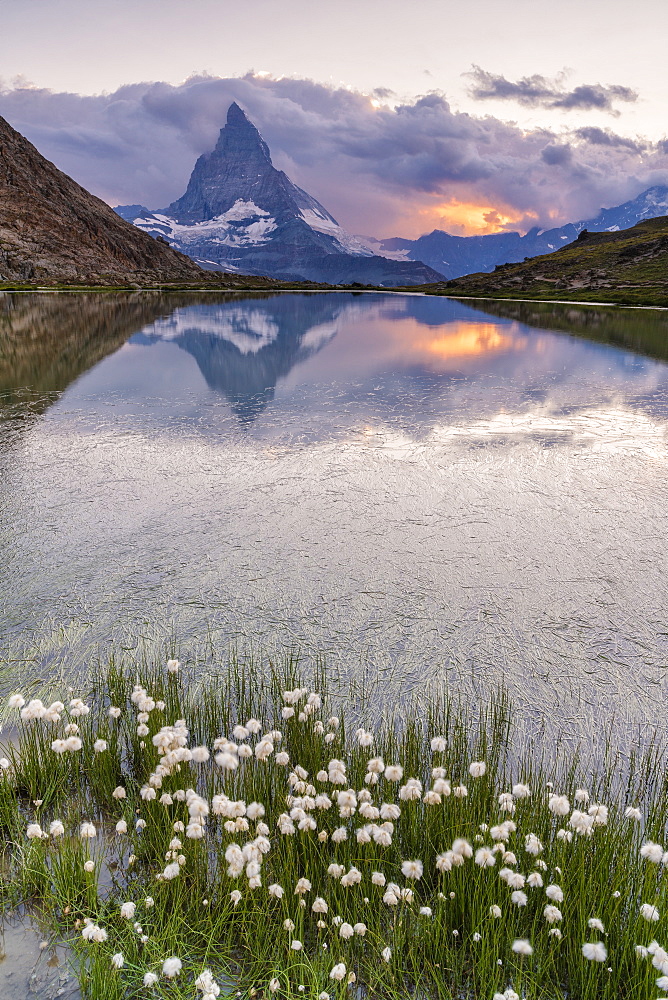 Cotton grass on the shore of lake Riffelsee with the Matterhorn in the background, Zermatt, canton of Valais, Swiss Alps, Switzerland, Europe