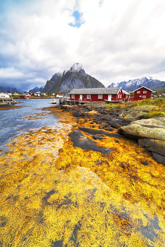 Sea covered with yellow seaweed during autumn, Reine, Nordland, Lofoten Islands, Norway, Europe