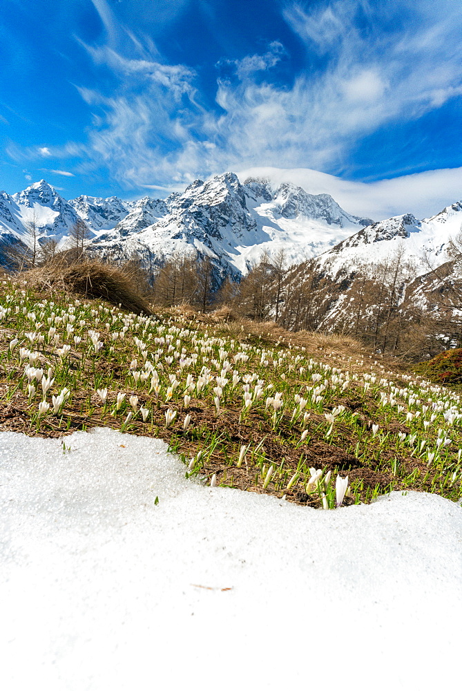 Crocus in bloom during spring, Alpe Oro, Valmalenco, Valtellina, Sondrio province, Lombardy, Italy, Europe