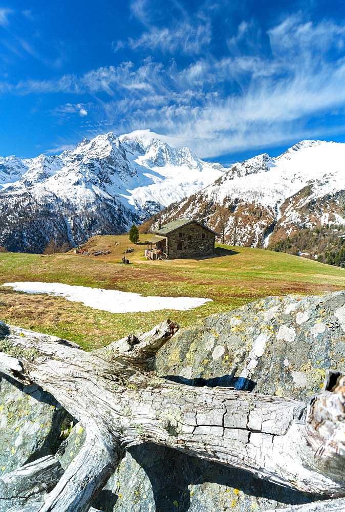 Hut in green pastures with snow capped Monte Disgrazia in background, Alpe Oro, Valmalenco, Valtellina, Lombardy, Italy, Europe