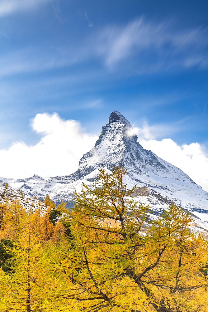 Yellow larch trees framing Matterhorn in autumn, Pennine Alps, Zermatt, canton of Valais, Swiss Alps, Switzerland, Europe