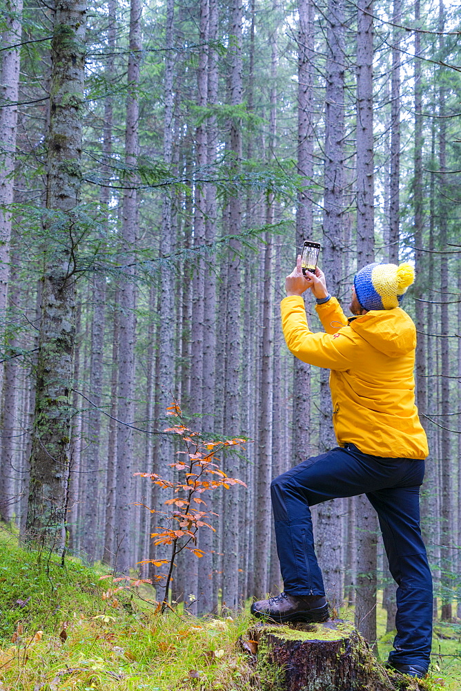 Man photographing trees with mobile phone, Somadida Reserve, Dolomites, Auronzo di Cadore, Veneto, Italy, Europe