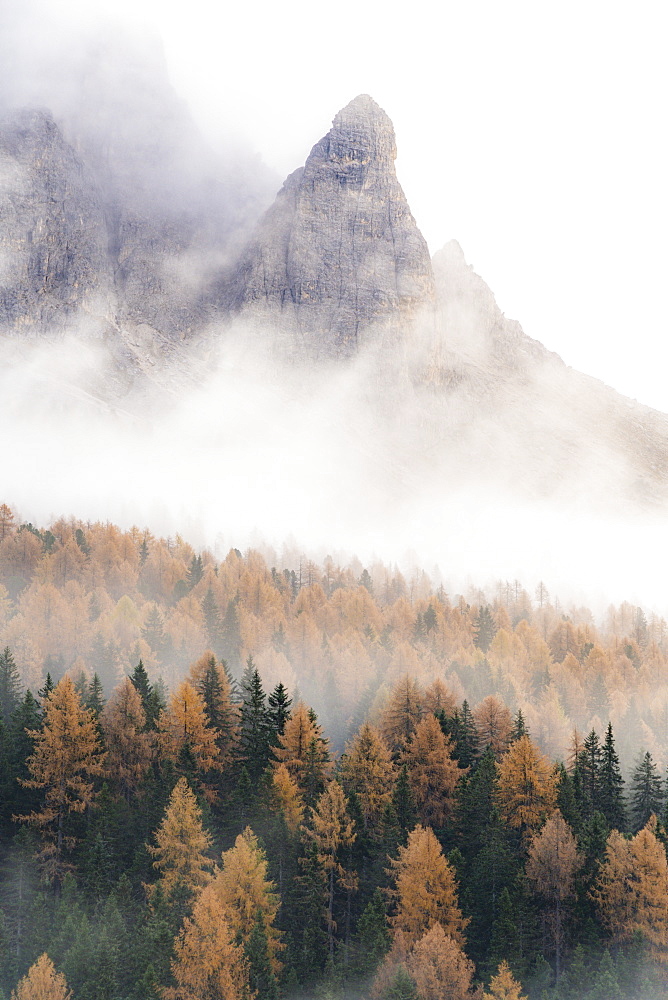 Fog over the orange colored larch tree woods in autumn, Misurina, Dolomites, Auronzo di Cadore, Belluno province, Veneto, Italy, Europe