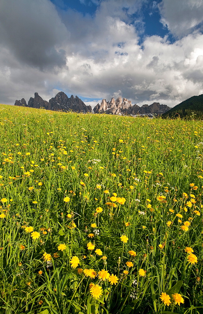 A threatening sky contrasting with a blooming field in the Puez-Odle National Park, Dolomites, South Tyrol, Italy, Europe