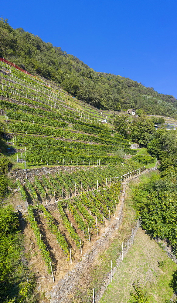 Rows of terraced vineyards, Costiera dei Cech, Valtellina, Sondrio province, Lombardy, Italy, Europe