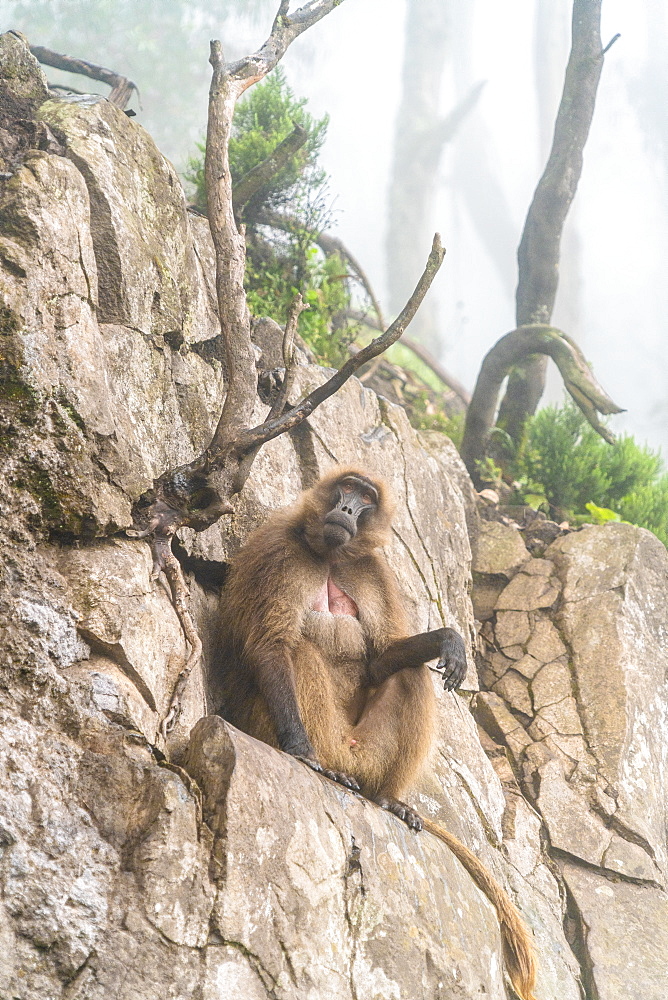 Gelada baboon monkey, Simien Mountains National Park, Ethiopia, Africa