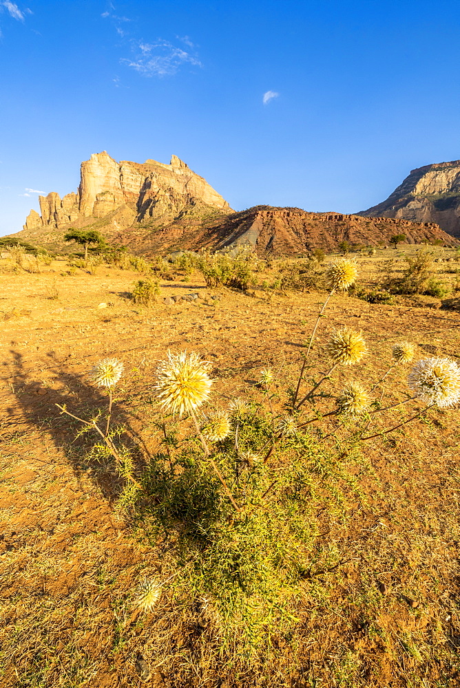 Wild flowers in the desert landscape surrounding Gheralta Mountains, Hawzen, Tigray Region, Ethiopia, Africa