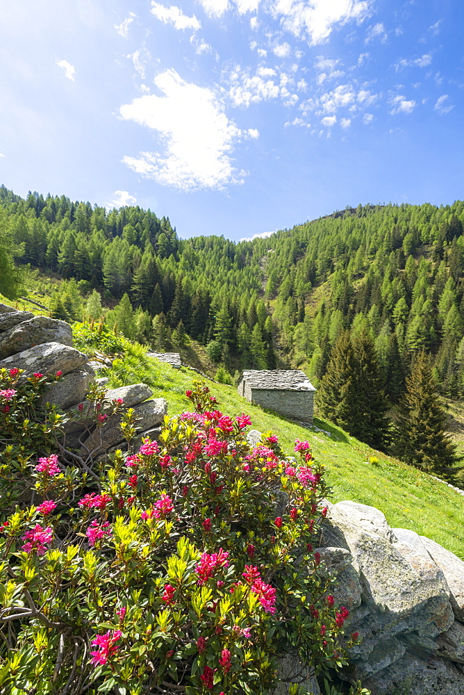 Rhododendrons in bloom surrounding huts and woods, Porcile Lakes, Tartano Valley, Valtellina, Sondrio province, Lombardy, Italy, Europe