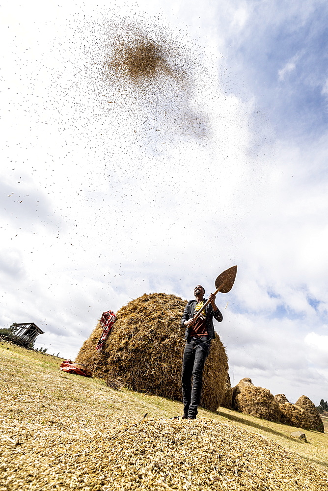 Man throwing wheat up in the air during threshing, Wollo Province, Amhara Region, Ethiopia, Africa