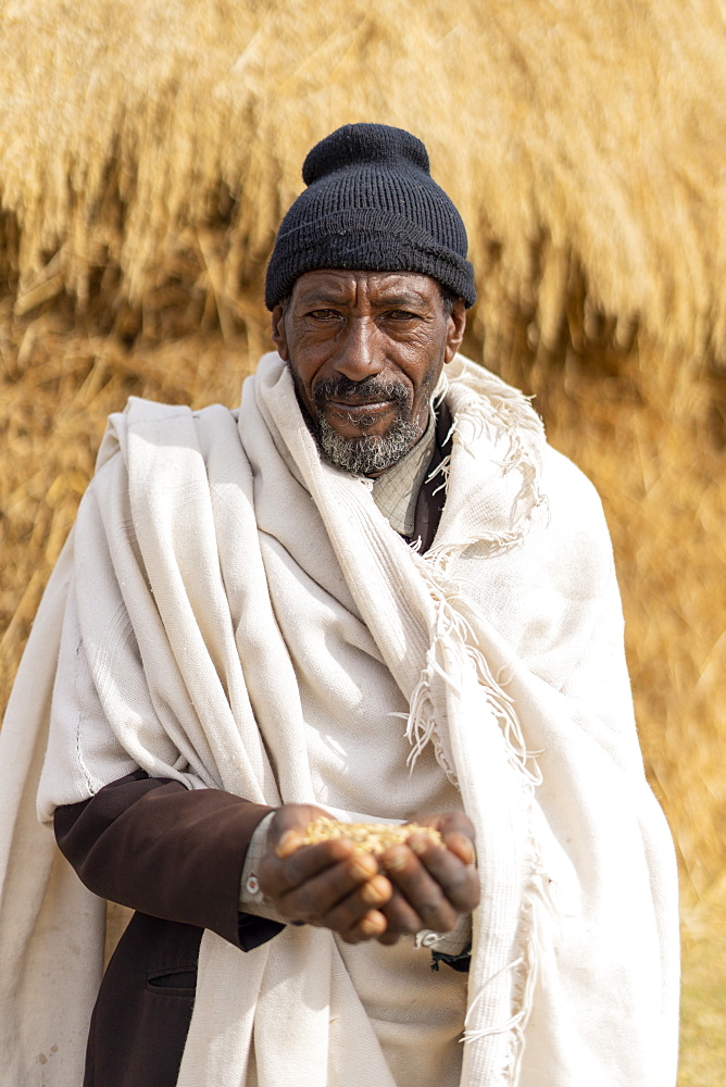 Portrait of senior man holding wheat in hands, Wollo Province, Amhara Region, Ethiopia, Africa