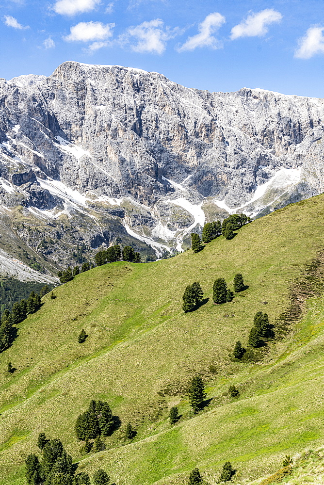 Sparse trees of Swiss stone pine (Pinus cembra) of green woodland, Dolomites, Trentino-Alto Adige, Italy, Europe