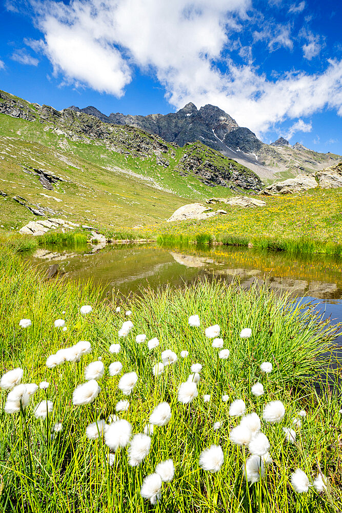 Cotton grass in bloom surrounding Pizzi dei Piani on path towards Baldiscio lakes, Valchiavenna, Vallespluga, Lombardy, Italy, Europe