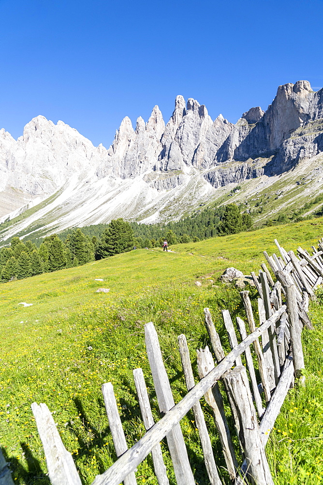 Wood fence in the green pastures of Malga Brogles with the Odle in background, Val di Funes, South Tyrol, Dolomites, Italy, Europe