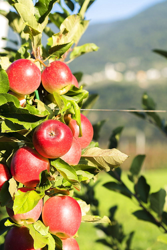 Close up of red apples in the orchard, Valtellina, Sondrio province, Lombardy, Italy, Europe